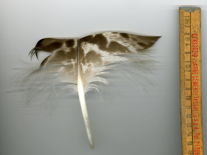 escrementi di gallo forcello e penne di rapace